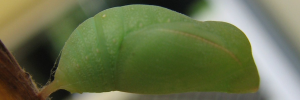 Pupae